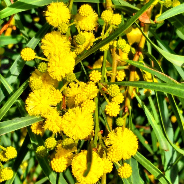 Acacia saligna seeds - "Coojong" - Australian Evergreen Shrub/Tree