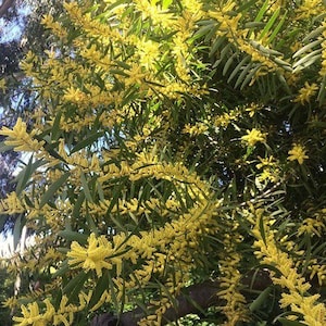 Acacia longifolia seeds - &quot;Sydney Golden Wattle&quot;