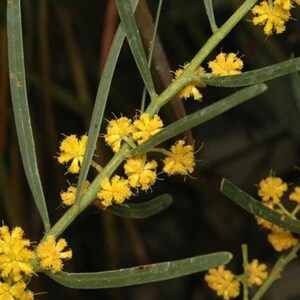 Acacia ligulata Seeds - "Small Cooba", "Pitchuri" - Australian Shrub or Small Tree