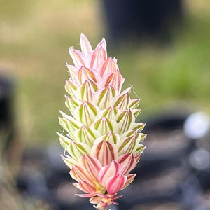 P-h-a-l-a-r-i-s B-r-a-c-h-y-s-t-a-c-h-y-s Seeds image 4