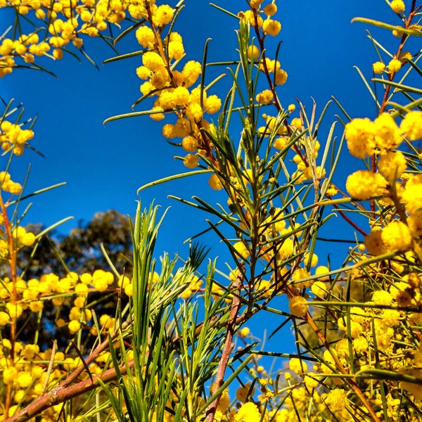 Acacia calamifolia seeds - "Wallowa Wattle", "Reed Leaf Wattle" - Evergreen Australian Cold & Drought Hardy Plant