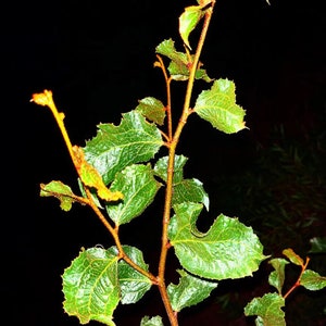 Acacia denticulosa Seeds - &quot;Sandpaper Wattle&quot;