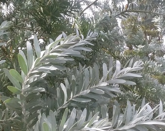 Acacia covenyi Seeds - "Blue Bush"