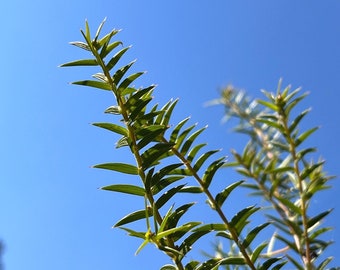 Acacia oxycedrus seeds - "Spike Wattle" - Frost Hardy Evergreen Australian Shrub