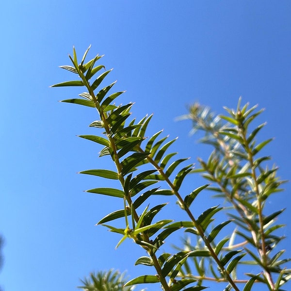 Acacia oxycedrus seeds - "Spike Wattle" - Frost Hardy Evergreen Australian Shrub