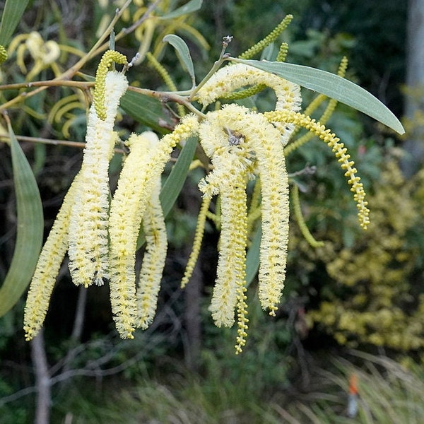 Acacia concurrens seeds - "Curracabah" - Evergreen Australian Shrub