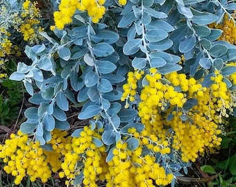 Acacia podalyriifolia Seeds - &quot;Pearl Wattle&quot;, &quot;Queensland Silver Wattle&quot; - Australian Evergreen Tree