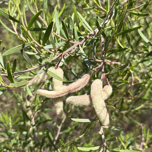 Acacia montana seeds - "Mallee Wattle" - Rare Australian Evergreen Shrub - Golden Flowers - Drought and Frost Tolerant