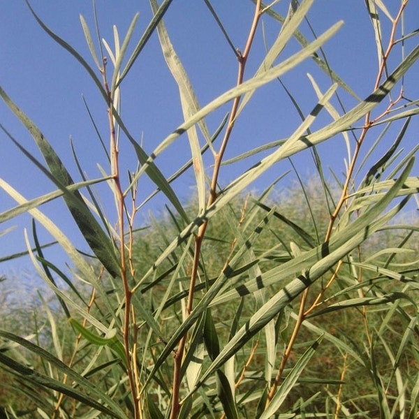 Acacia Wattle Seeds 20+ species! Hardy Specimens for Zone 8-11 - Flowering Legume Trees and Shrubs - White, Yellow, Golden Flowering