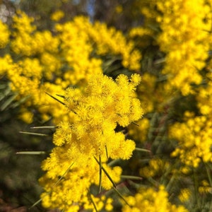 35 Packs of Rare Acacia Seeds