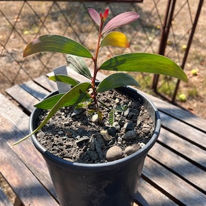 Acacia concurrens seeds - &quot;Curracabah&quot; - Evergreen Australian Shrub - Closely allied to Acacia leiocalyx and more cold hardy