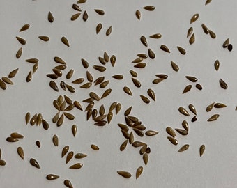 Phalaris aquatica cv. "Advanced AT" - Extremely Rare Harding Grass Seeds - Australian Cultivar