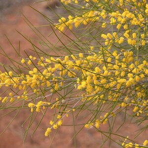 Acacia burkittii seeds - &quot;Sandhill Wattle&quot;