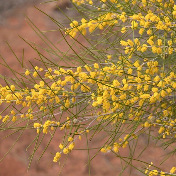 Acacia burkittii seeds - "Sandhill Wattle"