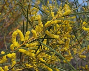 Acacia lasiocalyx Seeds - "Shaggy Wattle"