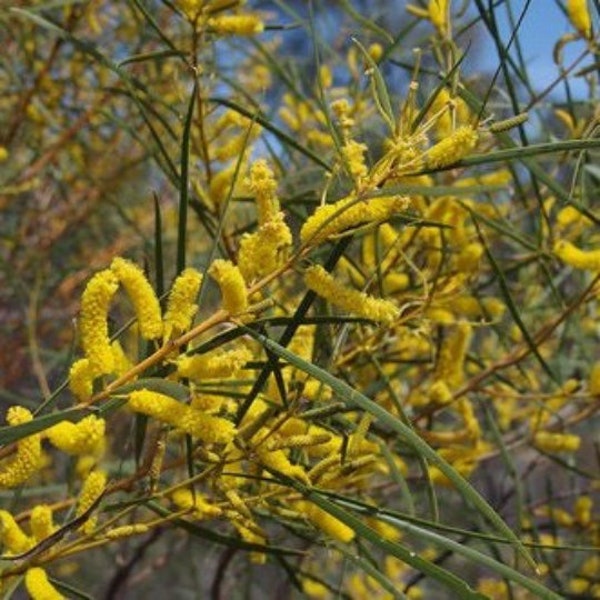 Acacia lasiocalyx Seeds - "Shaggy Wattle"