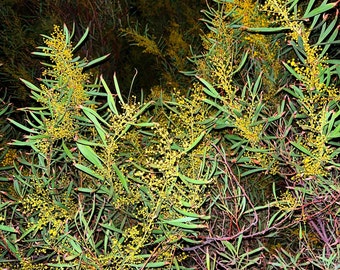 Acacia rubida seeds - "Red-Stem Wattle"