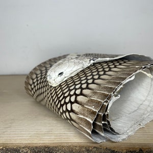 May include: A coiled snake skin, predominantly black and white, with a pale head. The snake skin is rolled, exposing the inside. The image is set against a neutral backdrop, emphasising the intricate pattern of the snake's scales.