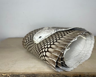 Cobrahuid met kop
