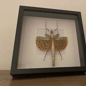 May include: Framed insect display. A large, tan stick insect with open wings, patterned with brown spots, is mounted on a white background. The black frame is suitable for wall decor. The insect's body is approximately 15 cm long.
