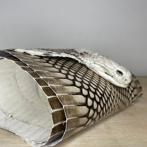 Op de afbeelding: Opgerolde slangenvel met een gedetailleerd patroon van zwarte en witte schubben. De kop van de slang is zichtbaar, met een bleke, getextureerde uitstraling. De huid is opgerold en onthult een wit interieur.