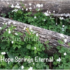 Hope Springs Eternal: 8 x 10