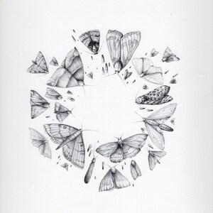 May include: A black and white pencil drawing of a circle of moths. The moths are all different sizes and shapes, and they are arranged in a circle around a blank space in the center. The drawing is signed "Marin Uhane" in the bottom right corner.