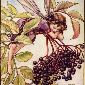 May include: A watercolor painting of a fairy sleeping on a branch of elderberry blossoms. The fairy has purple wings and is wearing a purple dress. The elderberry blossoms are a deep purple color and are clustered together on the branch.