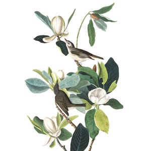 May include: A vintage illustration of a Warbling Flycatcher bird perched on a branch of a Magnolia flower. The bird is brown and white with a long tail. The Magnolia flower is white with green leaves.