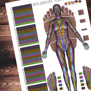 Podal reflexology vertical zones , massage treatment, holistic therapy
