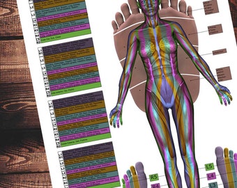 Reflexología podal zonas verticales, tratamiento de masaje, terapia holística