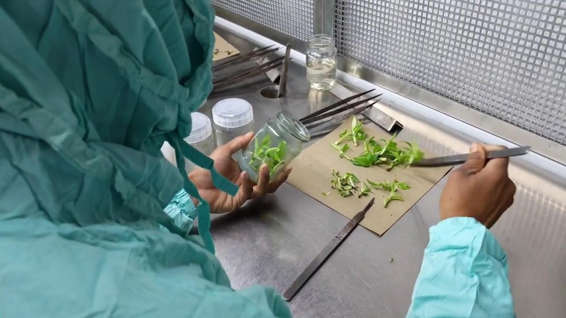 Sterile Plant Tissue Culture Tool Kit | Cloning, Propagation, Lab ...
