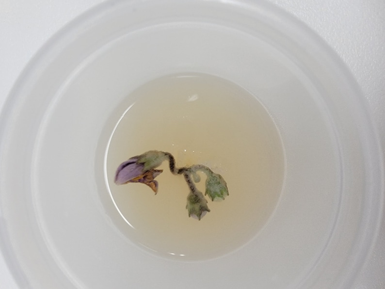 Cape Sundew / Venus Flytrap Pretransplant Basal Medium Plant Media