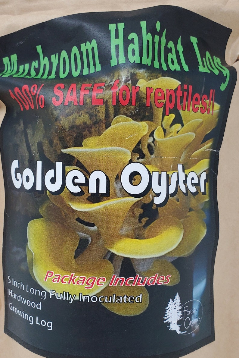 Golden Oyster Mushroom Growing Living Habitat Log Organic Terrarium