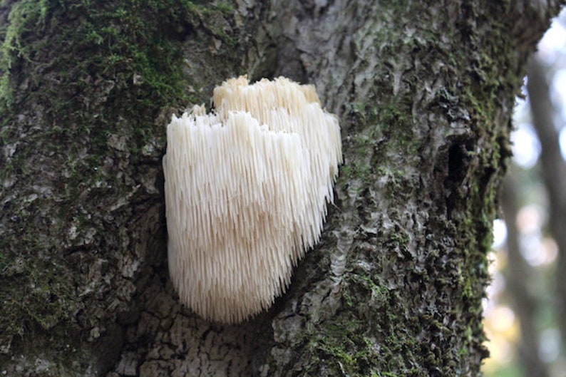 Lion's Mane Mushroom Growing Log Kit Grows for Years Etsy