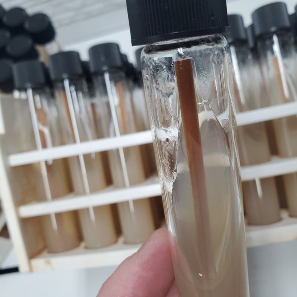 Pre-Poured (MYA) Malt Yeast Agar commercial Test Tube Slants For Growing Tissue