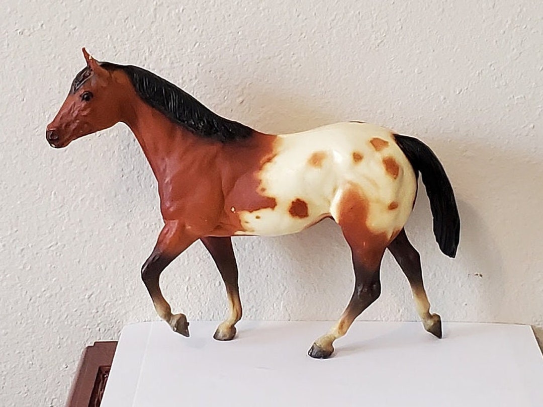 Stock Horse Stallion, Bay Appaloosa