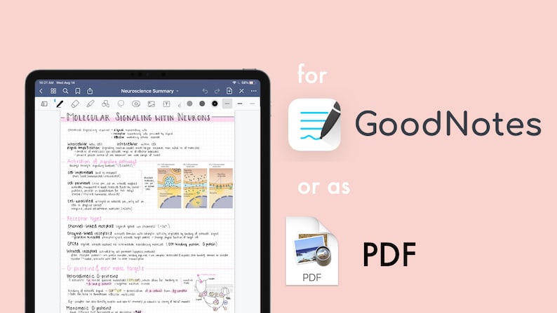 Pode incluir: Uma captura de tela de um iPad exibindo um aplicativo de caderno digital com o t&iacute;tulo "Neuroscience Summary" e o cabe&ccedil;alho "Molecular Signaling Within Neurons". O aplicativo est&aacute; aberto em uma p&aacute;gina com notas escritas &agrave; m&atilde;o e diagramas sobre o sistema nervoso. A imagem &eacute; exibida em um fundo rosa com texto que diz "para GoodNotes ou como PDF".