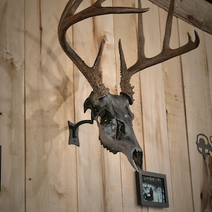 May include: A mounted deer skull with large antlers on a wooden wall. The skull is painted black and the antlers are a natural brown color.