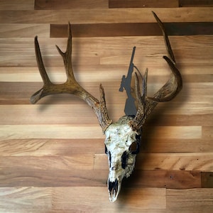 European skull mount plaque