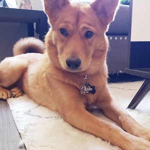 Op de afbeelding: Een lichtbruine hond met slappe oren ligt op een wit, pluche kleed. De hond heeft een zwarte halsband met een label waarop "Koda" staat.