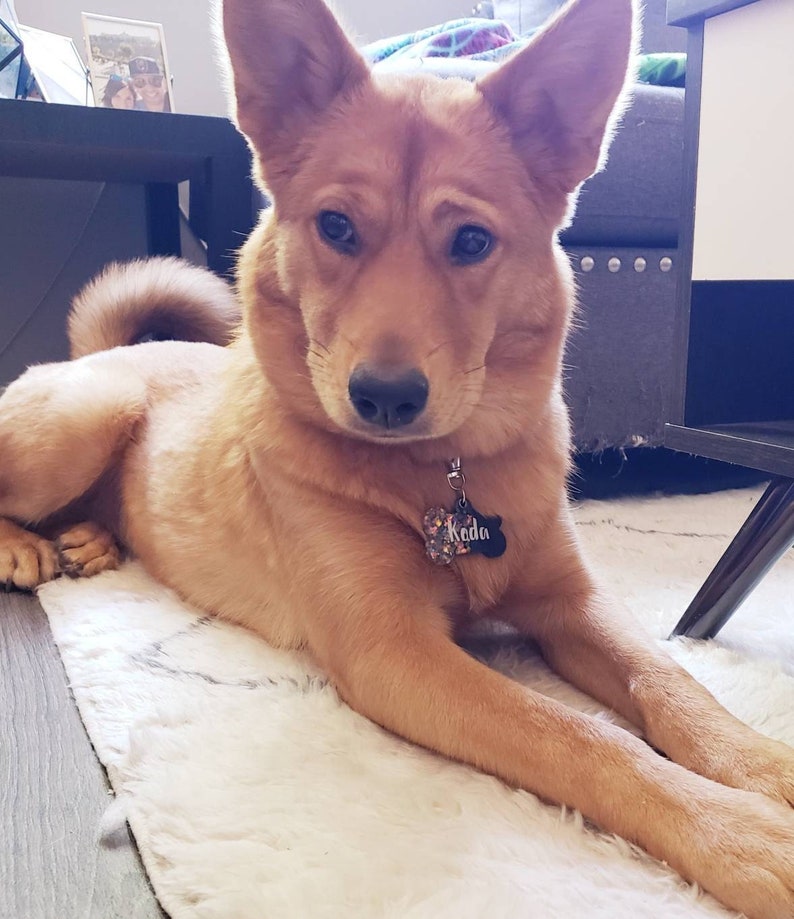Op de afbeelding: Een lichtbruine hond met slappe oren ligt op een wit, pluche kleed. De hond heeft een zwarte halsband met een label waarop "Koda" staat.