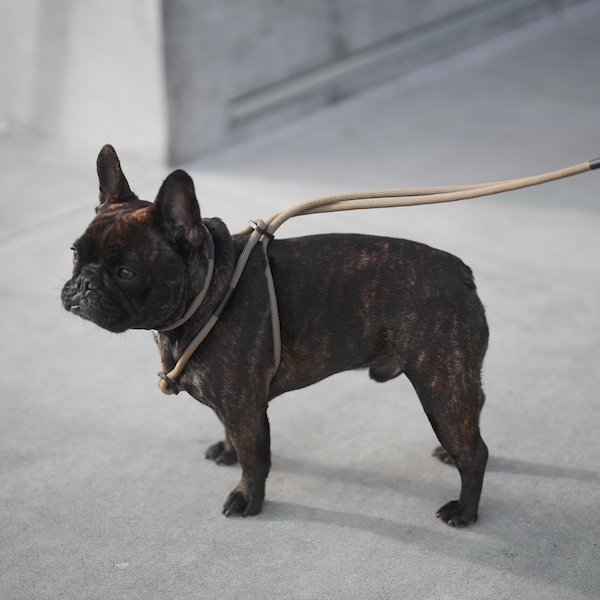 Brute Loop - Minimalist Walking Leash