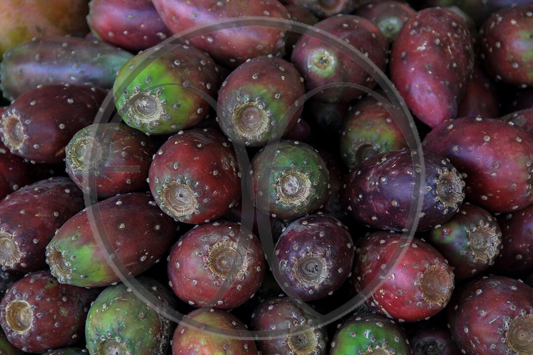 Tuna Cactus Fruit Etsy