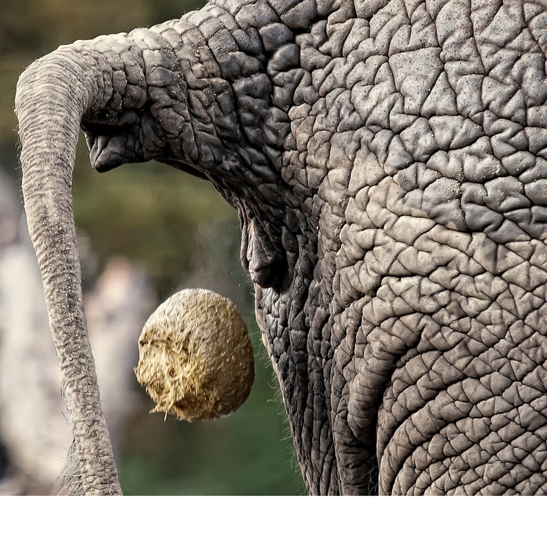 2024 Poop Calendar Pooping Calendar Funny Gifts Gag Gifts - Etsy UK 2024 Poop Calendar Pooping Calendar Funny Gifts Gag Gifts - Etsy UK