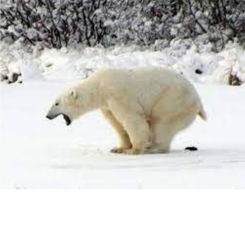 2024 Poop Calendar Pooping Calendar Funny Gifts Gag Gifts - Etsy 2024 Poop Calendar Pooping Calendar Funny Gifts Gag Gifts - Etsy