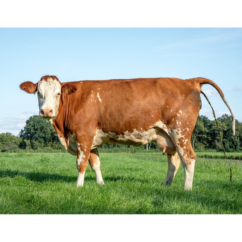 2024 Poop Calendar Pooping Calendar Funny Gifts Gag Gifts - Etsy UK 2024 Poop Calendar Pooping Calendar Funny Gifts Gag Gifts - Etsy UK