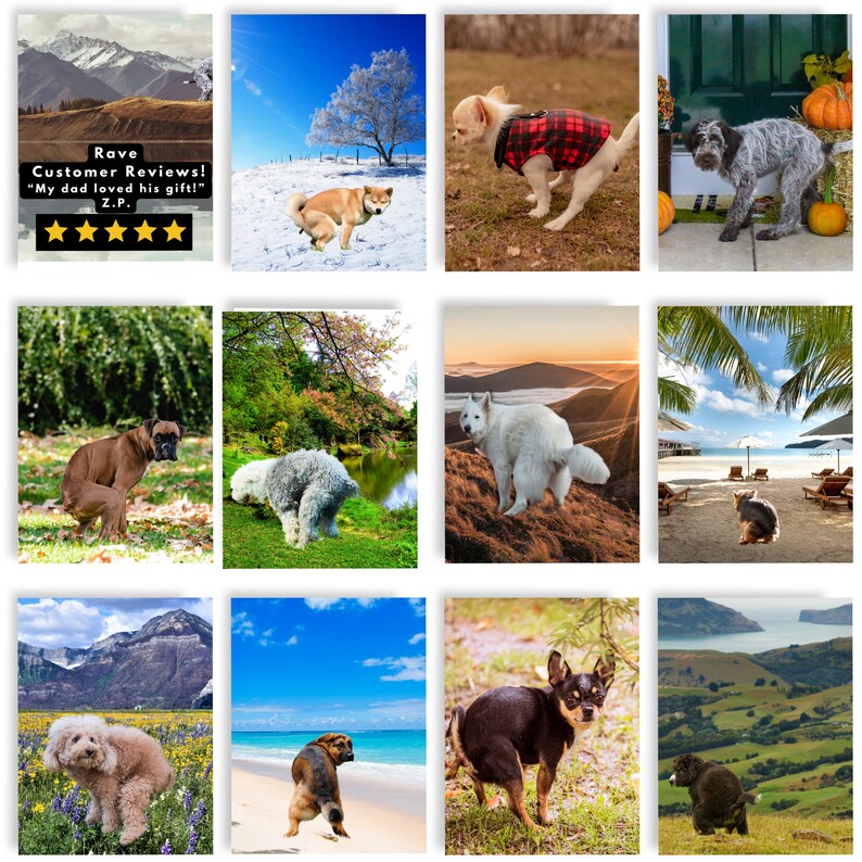 2024 Dogs Pooping in Beautiful Places Funny Wall Calendar Gag Etsy UK