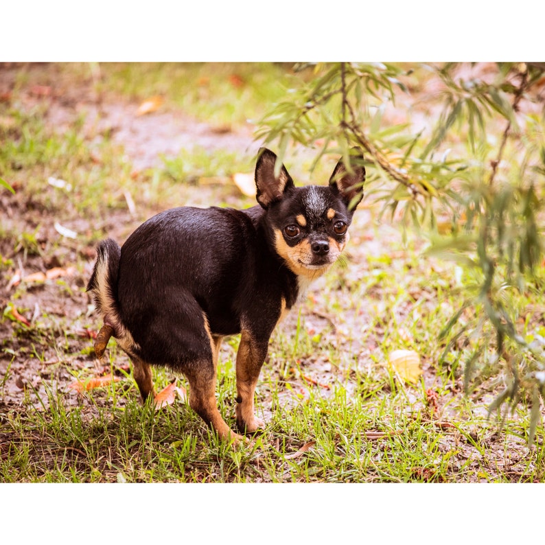 2024 Poop Calendar Pooping Calendar Funny Gifts Gag Gifts - Etsy 2024 Poop Calendar Pooping Calendar Funny Gifts Gag Gifts - Etsy