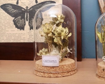 Dry Specimen of Carthamus in a glass cloche - Dried Flower Display